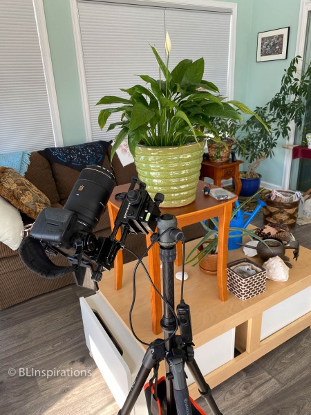 Camera setup for Peace Lily 2