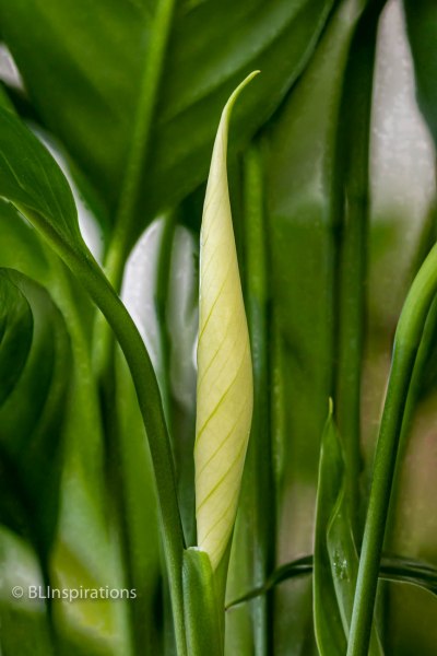 Peace Lily 1
