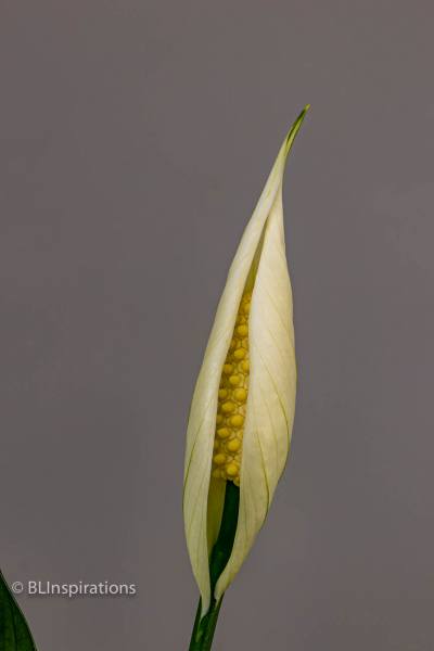 Peace Lily 2