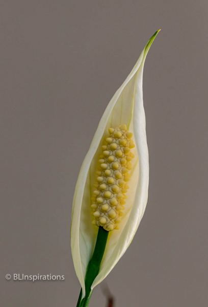 Peace Lily 3