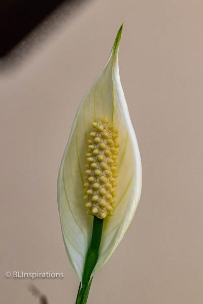 Peace Lily 4