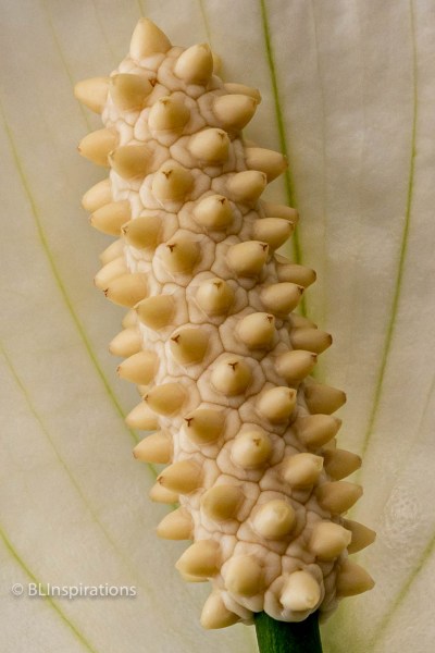 Spadix Enlarged