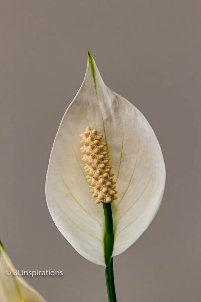 Peace Lily 5