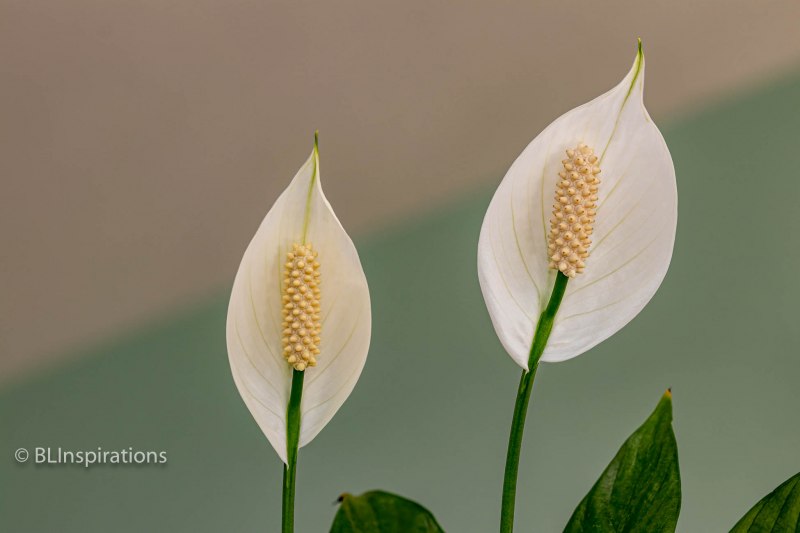 Peace Lily 6