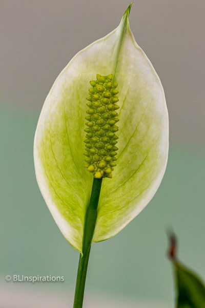 Peace Lily 7