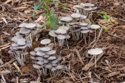 Pleated Inkcap Mushrooms 1