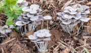 Pleated Inkcap Mushrooms 2