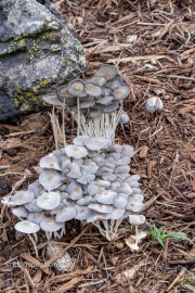 Pleated Inkcap Mushrooms 3