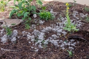 Pleated Inkcap Mushrooms 4