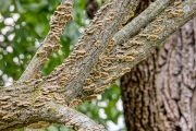 Fungii on Tree Branches