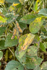 Soybeans