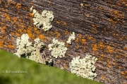 Fungus on Fence Board