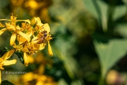 Bee on Wingstem 1