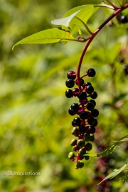 Pokeweed Berries