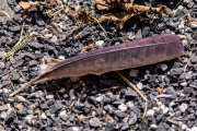 Feather