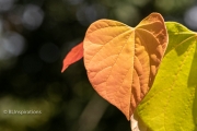 Eastern Redbud Tree Leaves