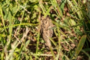 Fowler’s Toad
