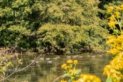 Geese in the North Fork River