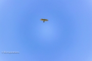 Red-shouldered Hawk