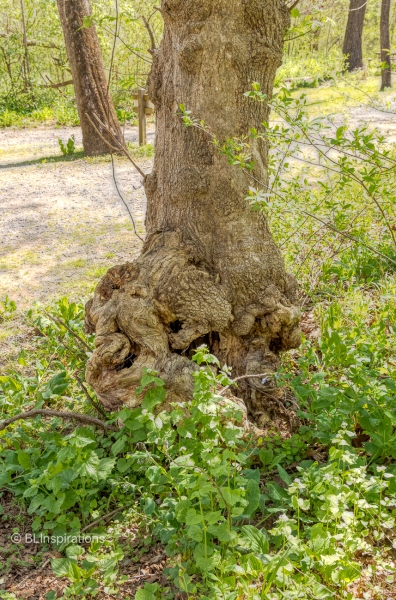 Burl in tree