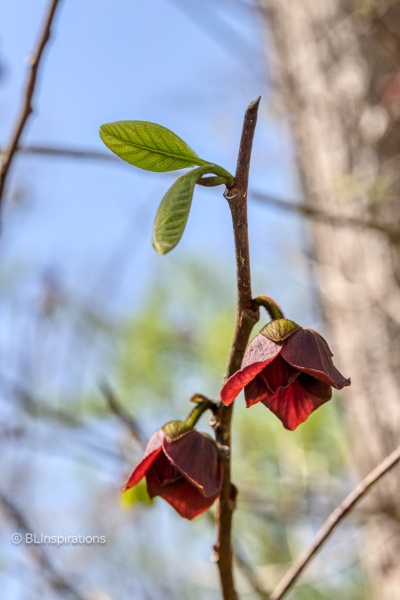 Common Pawpaw flower