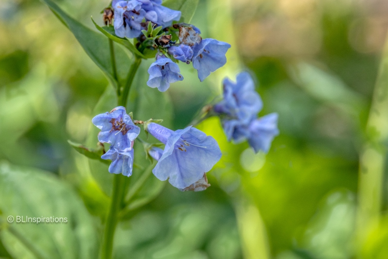 Virginia Bluebells