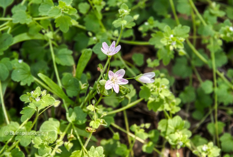 Virginia Springbeauty flower