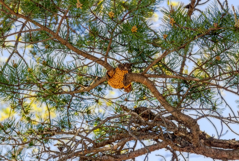 Pine gall rust in virginia Pine