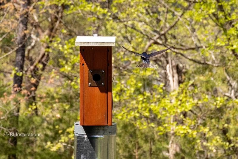 Tree Swallow (harassing Eastern Bluebird)