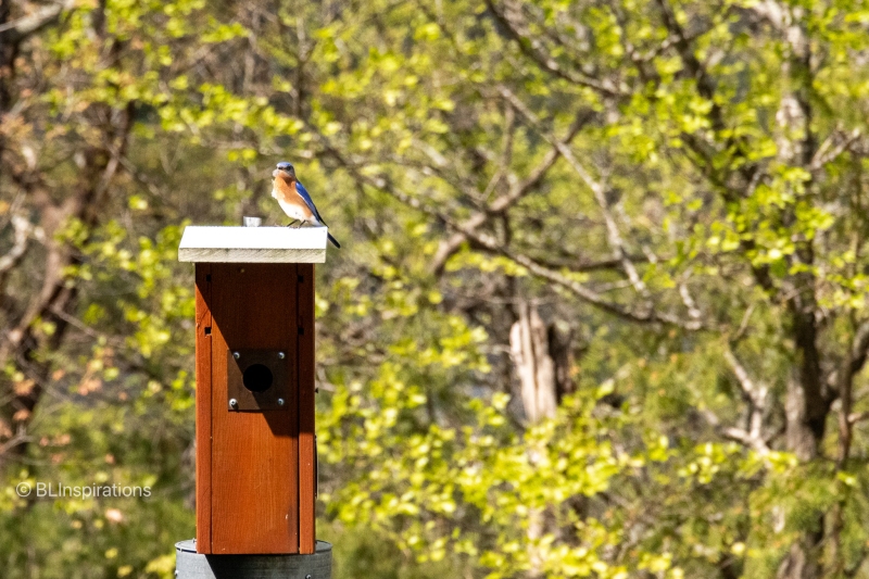 Eastern Bluebird 1