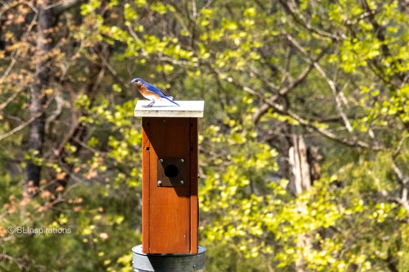 Eastern Bluebird 2