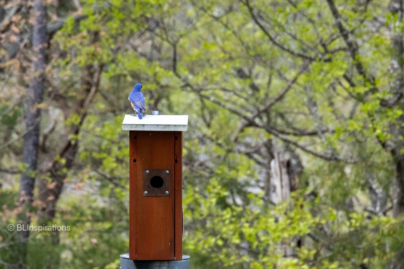 Eastern Bluebird 3