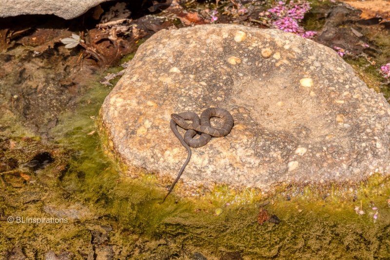 Common Watersnake