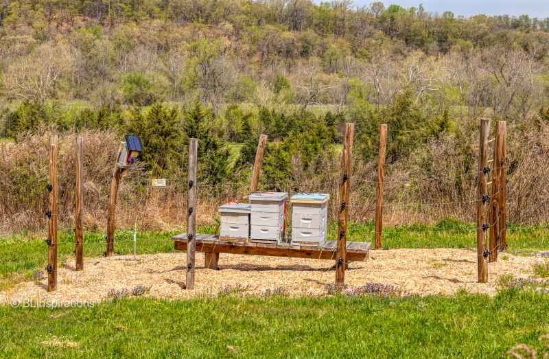 Bee hives in pollinator meadow