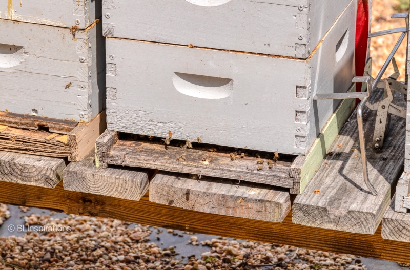 Bees in bee hive