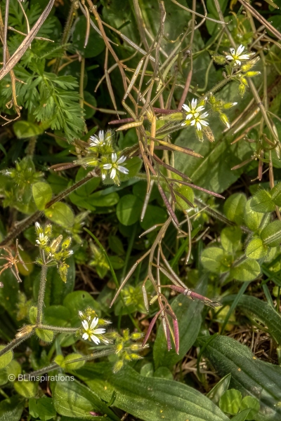 Sticky Chickweed flower