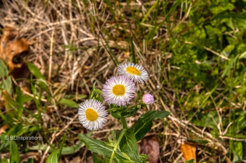 Philadelphia Fleabane flower