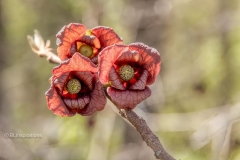 Common Pawpaw flower