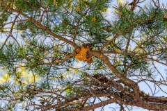 Pine gall rust in virginia Pine
