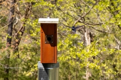 Tree Swallow (molesting Eastern Bluebird)