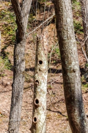 Squirrel Condominium 3