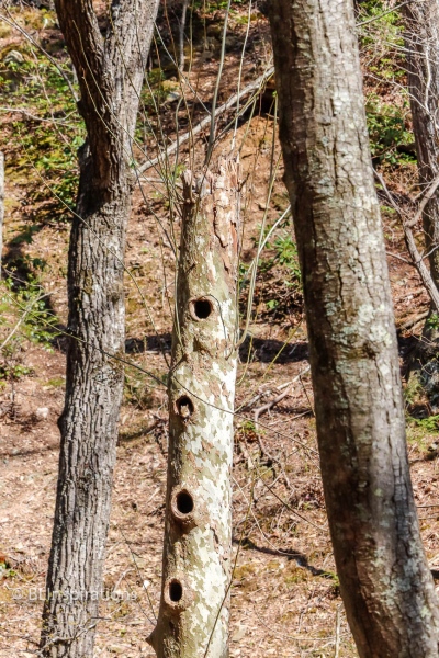 Squirrel Condominium 3