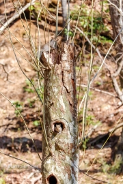 Squirrel Condominium 4