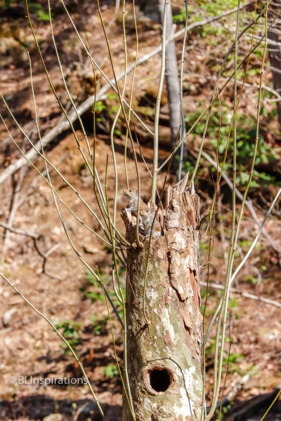 Squirrel Condominium 5
