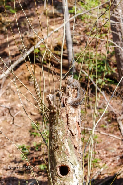 Squirrel Condominium 6