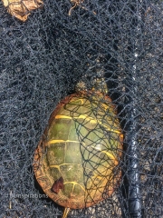 Painted Turtle in net