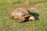 Sulcata Tortoise