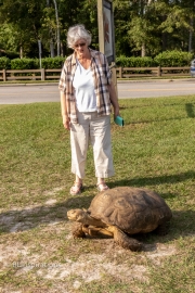 Beverly with  Sulcata Tortoise