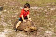 Boy riding  Sulcata Tortoise