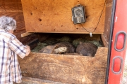 Beverly with  Sulcata Tortoises in trailer